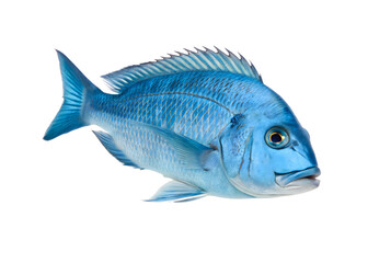 Obraz premium Fish isolated on white background