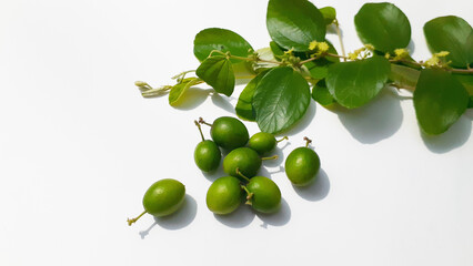 Bidara (Ziziphus mauritiana) fruit on a white background. Also known as widara, Indian jujube, Indian plum, Chinese date, Chinese apple, ber and dunks. Nature concept.