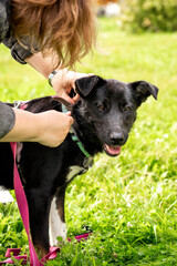Black dog without breed on a leash in the park on green grass