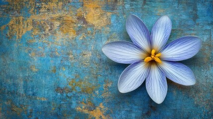 Blue Crocus flower on rustic background; spring, nature, serenity, design