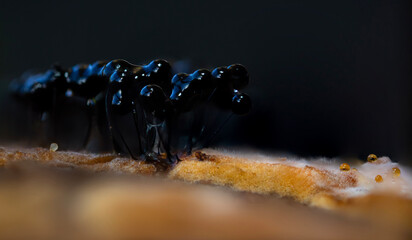 Slime molds. The smallest mushrooms in the world. Mysterious creatures of nature. Nature background. 