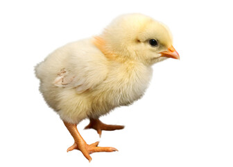 Fototapeta premium Baby chicken on white background