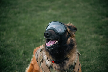 Military dog Belgian Malinois