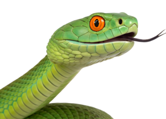 Green snake isolated on white background