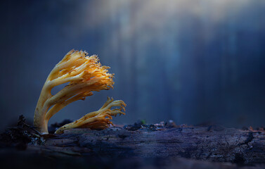 Coral fungi. A mushroom photographed in its habitat. Natural and aesthetic mushroom photograph....