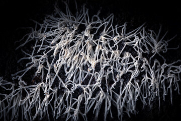 Slime molds. The smallest mushrooms in the world. Mysterious creatures of nature. Nature background. 