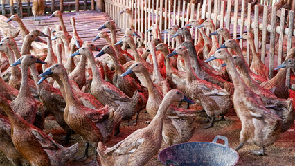 photo of a group of ducks on a farm in the village