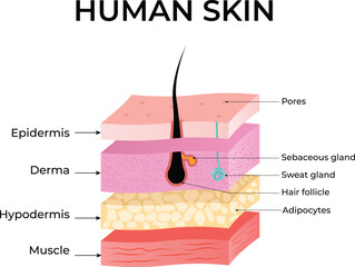 Diagram of Human Skin Layers and Anatomy Design Vector Illustration