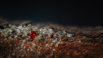Slime molds. The smallest mushrooms in the world. Mysterious creatures of nature. Nature background. 