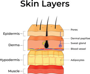 Skin Layers: An Anatomical Overview Design Vector Illustration