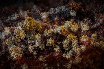Slime molds. The smallest mushrooms in the world. Mysterious creatures of nature. Nature background. 