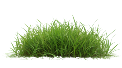 Fresh Green Grass Turf Isolated on White Background