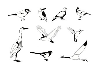 Set of black and white birds isolated on transparent backgounds - transparent png