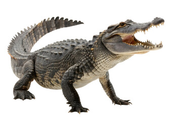 Fototapeta premium Crocodile isolated on white background