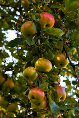Ripe apples on tree branch in sunlight. Autumn harvest concept