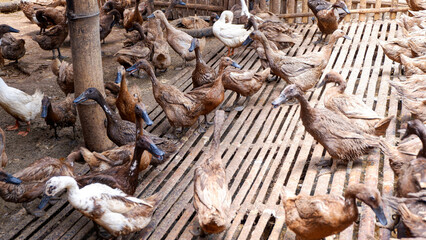 photo of a group of ducks on a farm in the village
