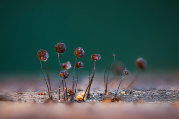 Slime molds. The smallest mushrooms in the world. Mysterious creatures of nature. Nature...