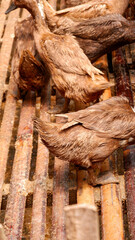 photo of a group of ducks on a farm in the village