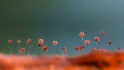 Slime molds. The smallest mushrooms in the world. Mysterious creatures of nature. Nature background. 