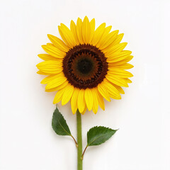 Obraz premium Bright yellow sunflower in full bloom on a white background — bold, radiant, and full of sunny energy.