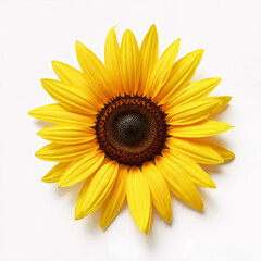 Fototapeta premium Bright yellow sunflower in full bloom on a white background — bold, radiant, and full of sunny energy.