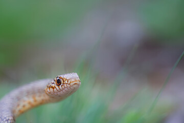 Largest snake species in europe. The Caspian whipsnake. Dolichophis caspius