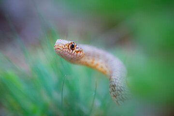 Largest snake species in europe. The Caspian whipsnake. Dolichophis caspius