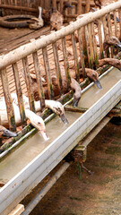 photo of a group of ducks on a farm in the village