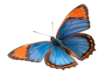 Butterfly on white background