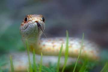 Largest snake species in europe. The Caspian whipsnake. Dolichophis caspius