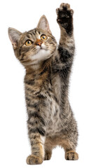 Obraz premium Playful Kitten Reaches Upward: A curious young kitten, its eyes wide with wonder, playfully reaches its paw upwards, as if eager to interact. Capturing innocence and boundless energy.