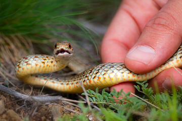 Largest snake species in europe. The Caspian whipsnake. Dolichophis caspius