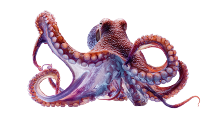 Majestic Octopus Portrait: Captivating view of a resplendent octopus, its intricate form and vibrant hues of purple and coral creating a visually striking image.