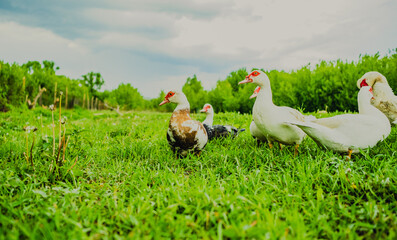 Ducks and a goose are strolling across a vibrant green field filled with grass under clear skies The setting emphasizes a peaceful rural atmosphere captured in bright daylight