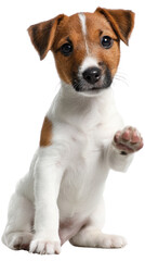 Playful Puppy's Paw: A charming Jack Russell terrier puppy with alert, friendly eyes offers a curious paw, set against a clean backdrop, exuding an aura of friendliness.