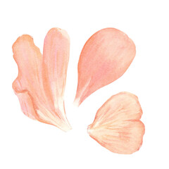 Three soft pink peony petals Watercolor illustration set on a white background. Hand-painted art for wedding invitations, packaging, labels, branding, and botanical design projects