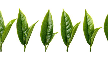 Fototapeta premium Fresh Tea Leaves in a Row: A macro shot of fresh, vibrant green tea leaves arranged in a neat row, showcasing their delicate texture and natural beauty. Capturing the essence of purity and health.