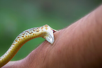 Largest snake species in europe. The Caspian whipsnake. Dolichophis caspius
