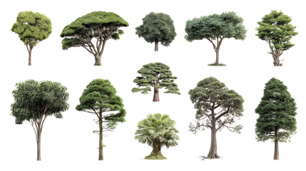 Fototapeta premium Varied Tree Collection: A curated collection of diverse trees, each displaying its unique form and verdant foliage, embodying nature's intricate design and botanical variation.