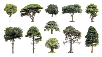 Varied Tree Collection: A curated collection of diverse trees, each displaying its unique form and verdant foliage, embodying nature's intricate design and botanical variation.