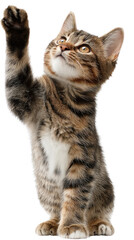 Obraz premium Playful Kitten: An adorable tabby kitten playfully reaches up with one paw, showcasing its curious and energetic nature.