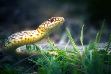 Largest snake species in europe. The Caspian whipsnake. Dolichophis caspius