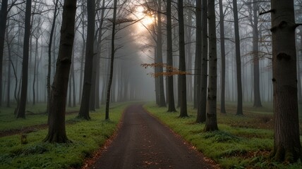 Obraz premium Misty forest path. Sunlight peeks through the fog, illuminating a winding trail