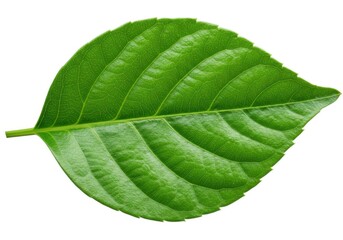 Obraz premium Green leaf isolated on white background