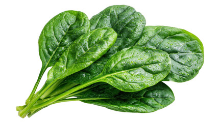 Fototapeta premium Fresh Green Spinach: A vibrant close-up of fresh, verdant spinach leaves, showcasing their natural texture and appealing form, a visual delight for health and food enthusiasts.