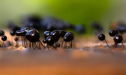 Slime molds. The smallest mushrooms in the world. Mysterious creatures of nature. Nature background. 