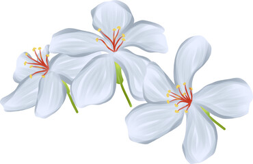 White Tung blossom flower illustration design