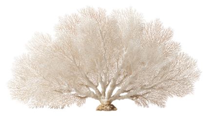 Sea Fan Coral Decor: Elegant sea fan coral, bleached white, displayed against a clean background, showcasing its intricate branching structure and delicate texture.