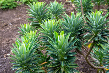 Euphorbia stygiana Azorische Wolfsmilch