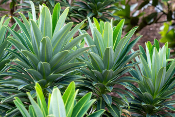 Fototapeta premium Euphorbia stygiana Azorische Wolfsmilch